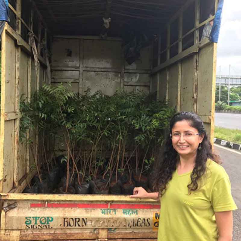 Trees Plantation